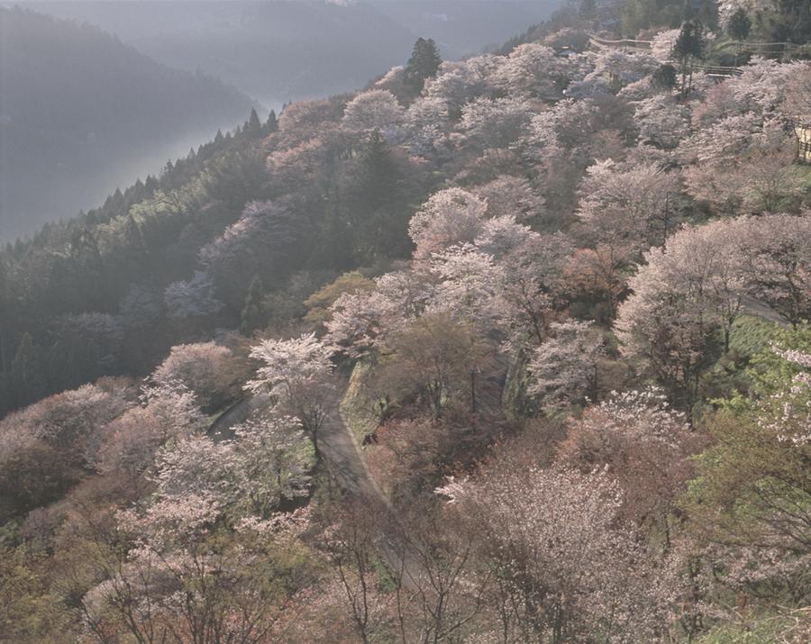 吉野の桜